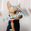 🍷🐕Perrito En Efecto2🐕🍷 19