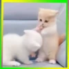 Gatos😺💞4🇵🇪Movi 17
