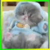 Gatos😺💞4🇵🇪Movi 18