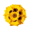 Подсолнухи 17