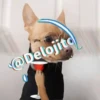 🍷🐕Perrito En Efecto2🐕🍷 20