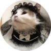 gatitos mov 14