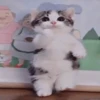 gatos animados 11