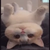 GATOS ANIMADOS 2 13