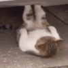 gatos animados 12