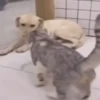 gatos animados 13