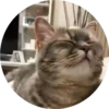 gatitos mov 15