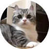 gatitos mov 16