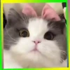 Gatos😺💞4🇵🇪Movi 22