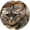 gatitos mov 17