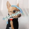 🍷🐕Perrito En Efecto2🐕🍷 22