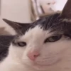 gatos animados 14