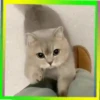 Gatos😺💞4🇵🇪Movi 24