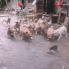 gatos animados 15