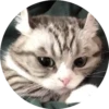 gatitos mov 18