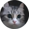 gatitos mov 19
