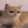 gatos animados 16
