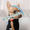 🍷🐕Perrito En Efecto2🐕🍷 25