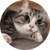 gatitos mov 20