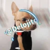 🍷🐕Perrito En Efecto2🐕🍷 26