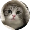 gatitos mov 21
