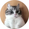 gatitos mov 22
