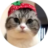 gatitos mov 23