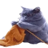 gatos animados 18