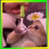 Gatos😺💞4🇵🇪Movi 27