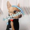🍷🐕Perrito En Efecto2🐕🍷 29
