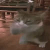 gatos animados 20