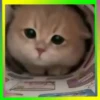 Gatos😺💞4🇵🇪Movi 28