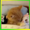 Gatos😺💞4🇵🇪Movi 29
