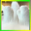 Gatos😺💞4🇵🇪Movi 30