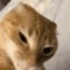 kitten 5