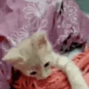 kitten 8