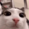 kitten 9