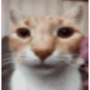 kitten 12