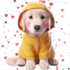 Perro Amoroso🐶💞1🇵🇪Movi 7
