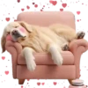 Perro Amoroso🐶💞1🇵🇪Movi 8