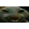 xdd 12