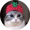 gatitos 2 mov 8