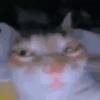 kitten 18