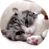 gatitos 2 mov 9