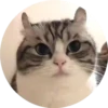 gatitos 2 mov 10