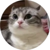 gatitos 2 mov 12