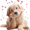 Perro Amoroso🐶💞1🇵🇪Movi 12