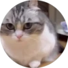 gatitos 2 mov 13