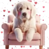 Perro Amoroso🐶💞1🇵🇪Movi 14