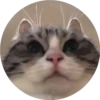 gatitos 2 mov 14